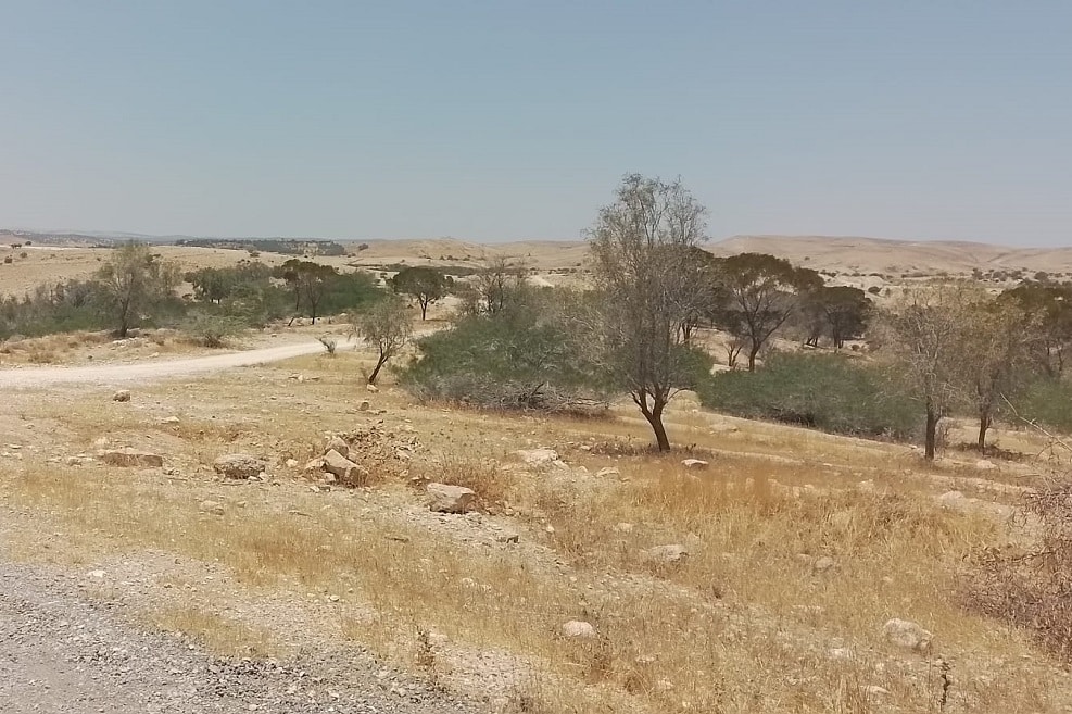 מבואות ערב בנגב // צילום: מגדילים