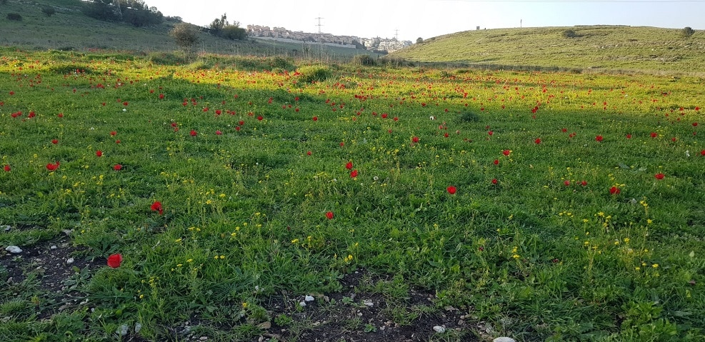 שטחי המועצה // באדיבות מ.א מגידו